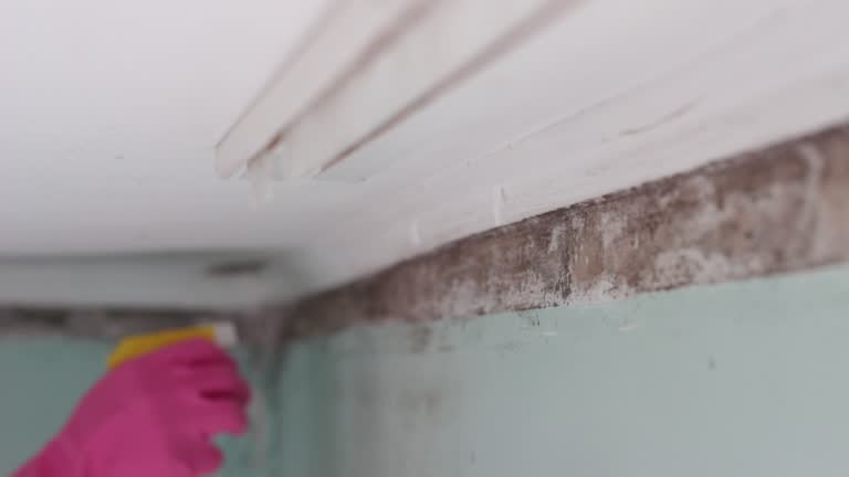 Professional Mold Removal in South Whitley, IN